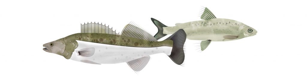 Bordzeit_Entwicklung_Fische